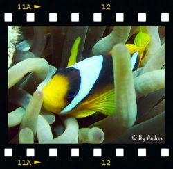 Close Up Clownfish by Andrea Gamerro 